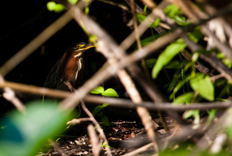 Green Heron Hiding In Undergrowth